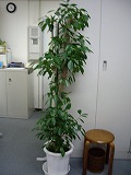 c0189683_16352999.jpg