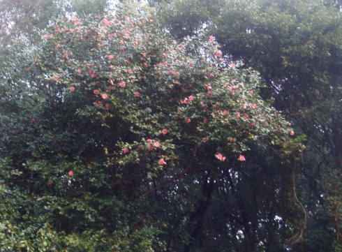 e0111793_15344633.jpg