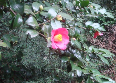 e0111793_15391150.jpg