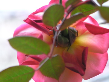 f0128723_03327100.jpg