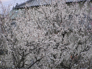f0128723_033517.jpg