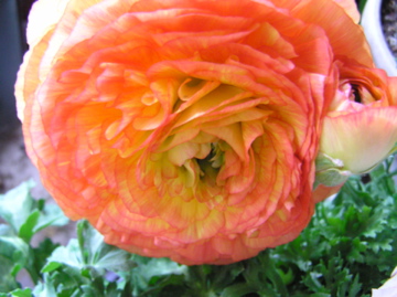 f0128723_0375519.jpg