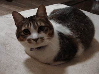 c0136736_21111637.gif