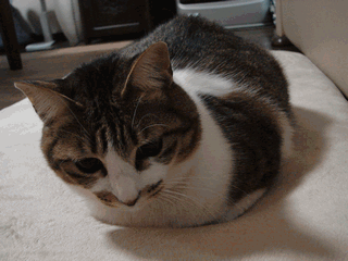 c0136736_21114163.gif