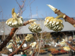 c0047449_1644245.jpg