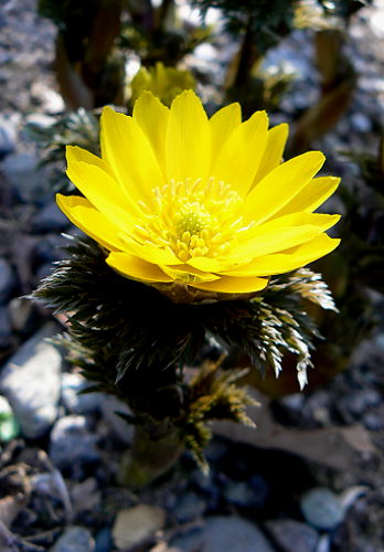 d0091754_4154956.jpg