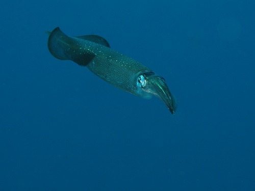 a0079659_1622533.jpg