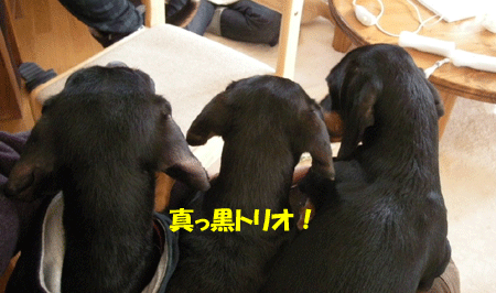 e0066883_22571537.gif