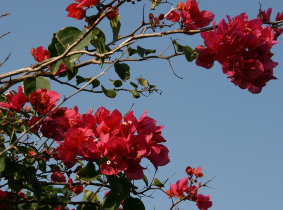 c0144185_2052521.jpg