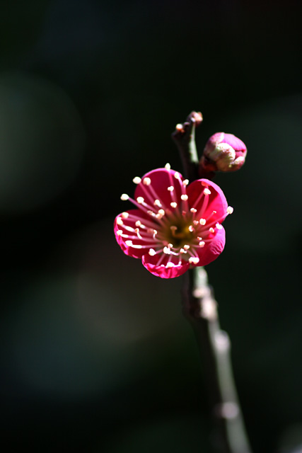b0067789_11353762.jpg