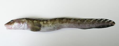 e0111793_13571773.jpg