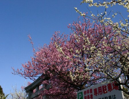 a0031000_8525561.jpg