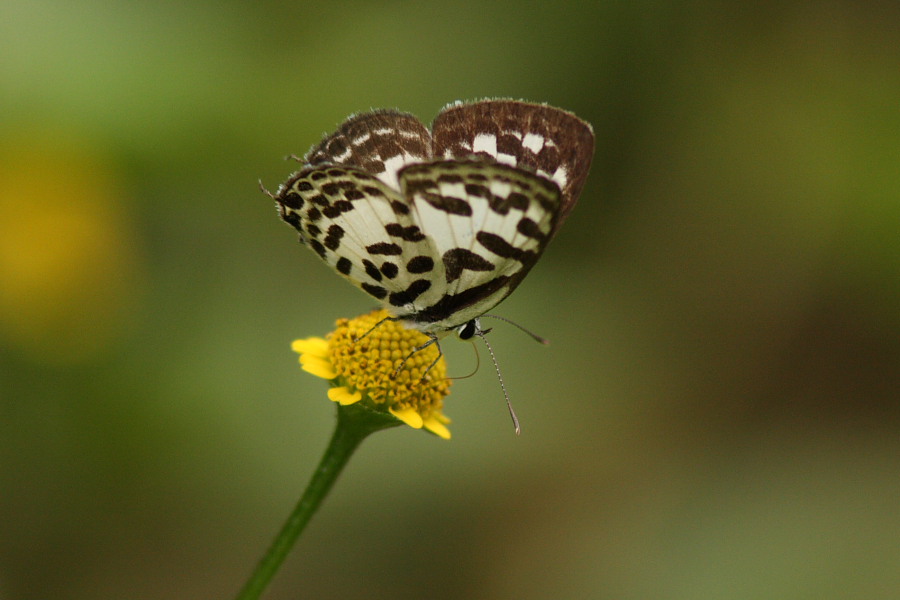 a0094850_20331218.jpg