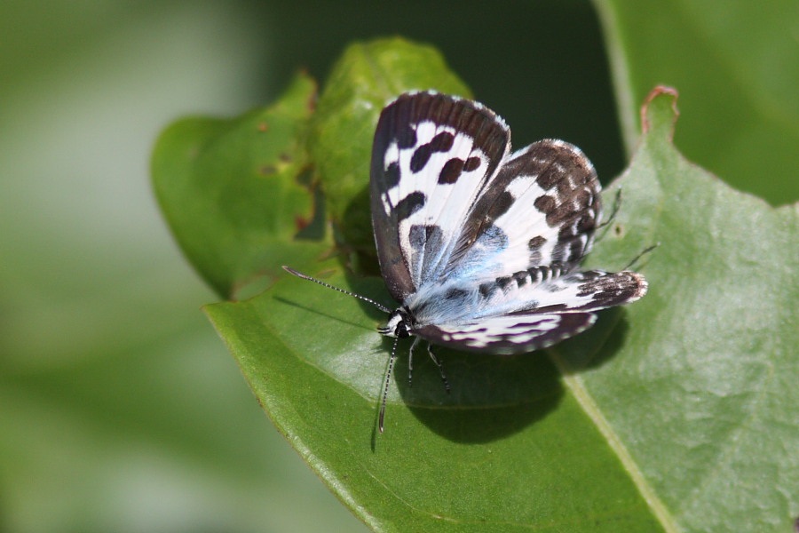 a0094850_2033252.jpg