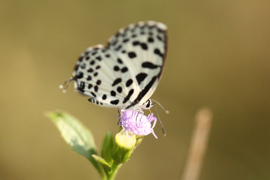 a0094850_20333236.jpg