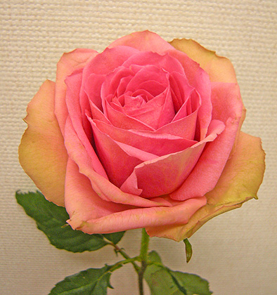 a0001354_2157596.jpg