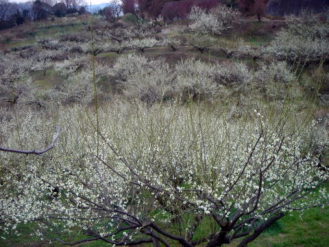 e0083155_2138102.jpg