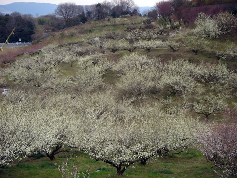 e0083155_21382048.jpg