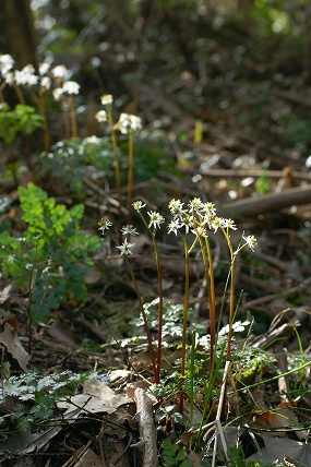 e0054067_235848100.jpg