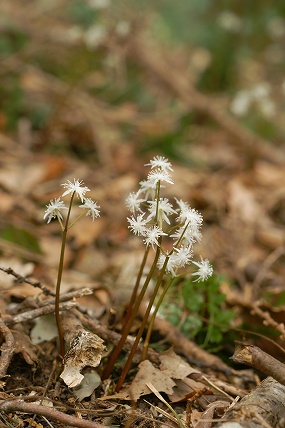 e0054067_23585731.jpg
