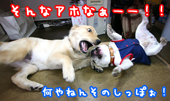 a0118270_15121299.jpg