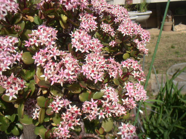 c0173896_16194810.jpg