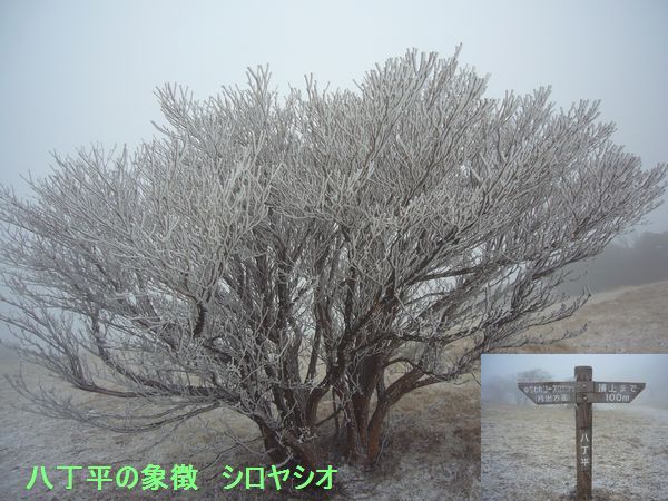 a0097298_19481754.jpg