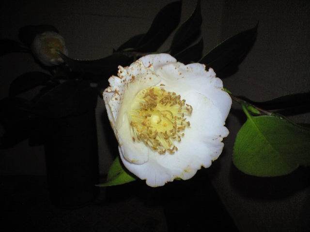 d0000607_1815353.jpg