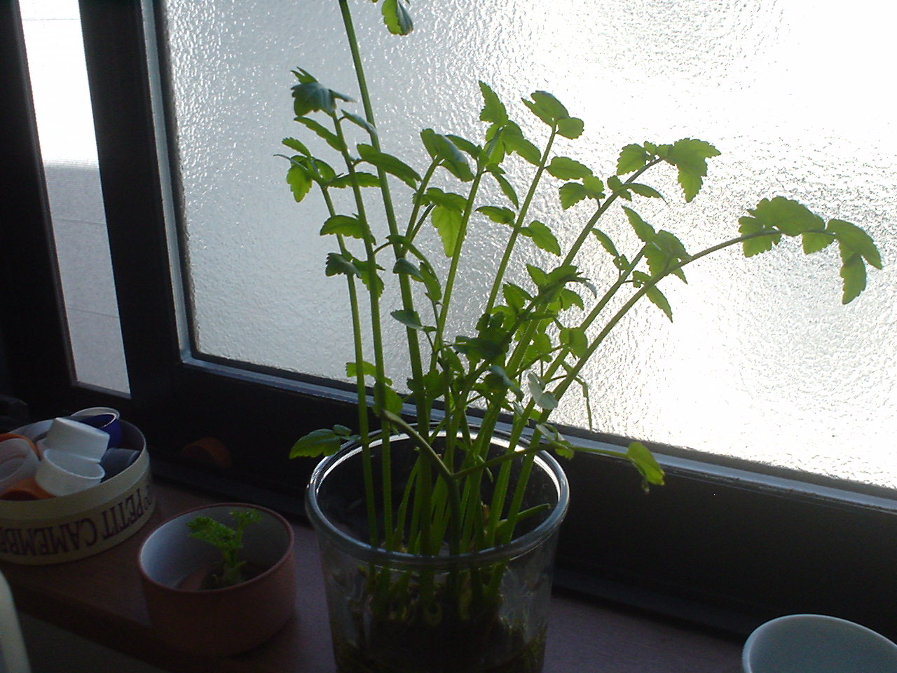 c0150520_13555534.jpg