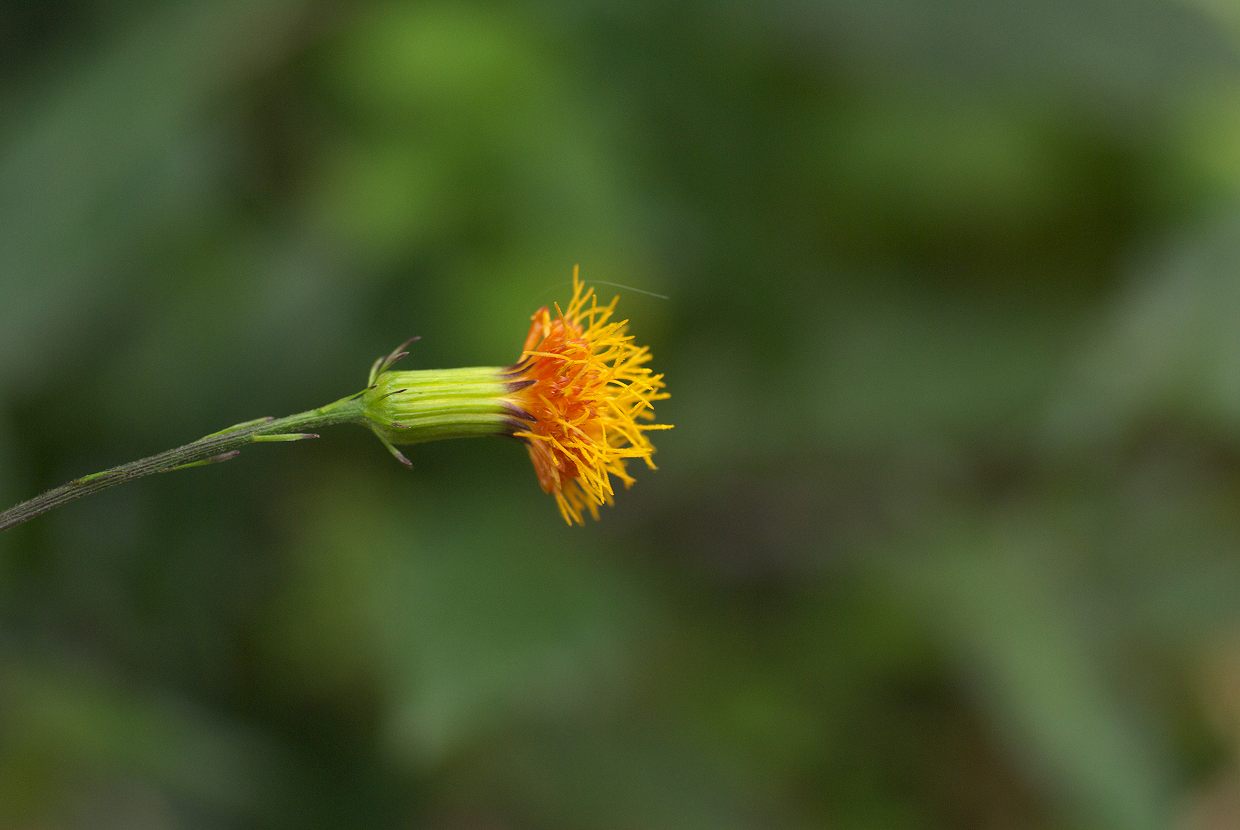 d0053930_7384241.jpg