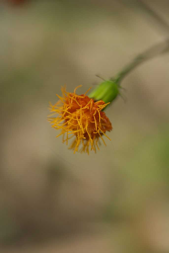d0053930_739396.jpg