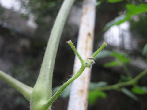 e0018143_1615072.jpg