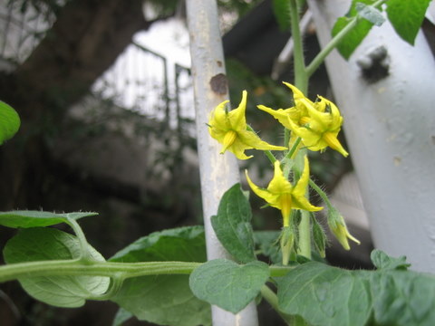 e0018143_163159.jpg