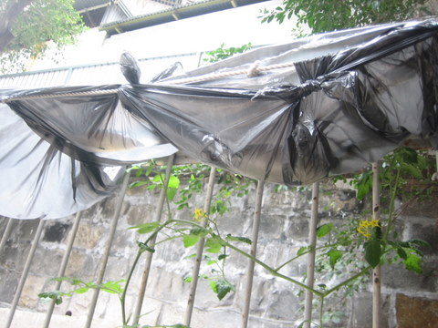 e0018143_1641817.jpg