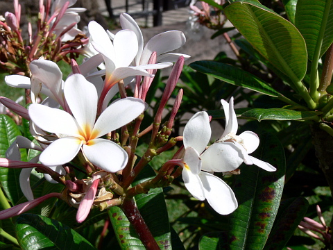 e0050753_2321034.jpg