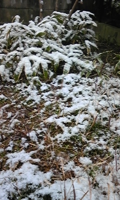 e0143667_1646734.jpg