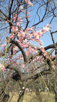 e0052973_12124649.gif