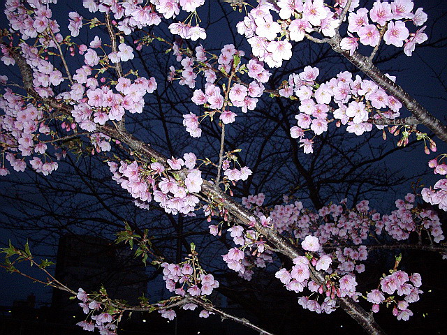 c0138198_1754067.jpg