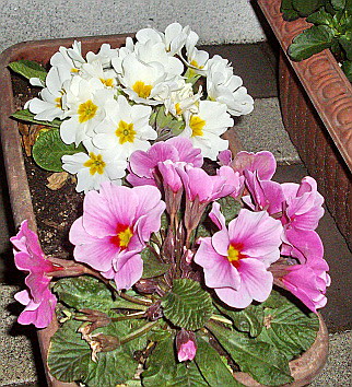 c0138198_1775911.jpg
