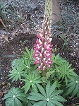f0139520_18133176.jpg