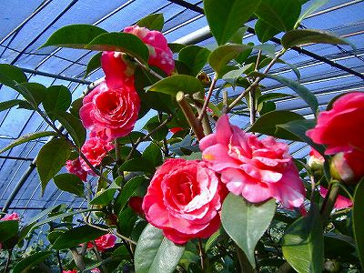 c0056437_148645.jpg