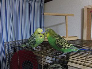 f0196665_0384072.jpg