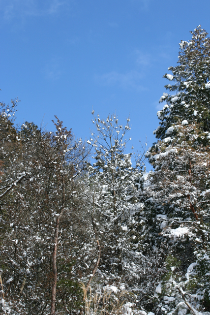 c0163369_721819.jpg