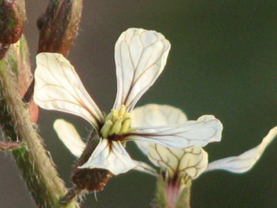 d0050472_1542179.gif