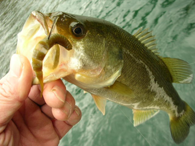 e0052088_1335159.jpg