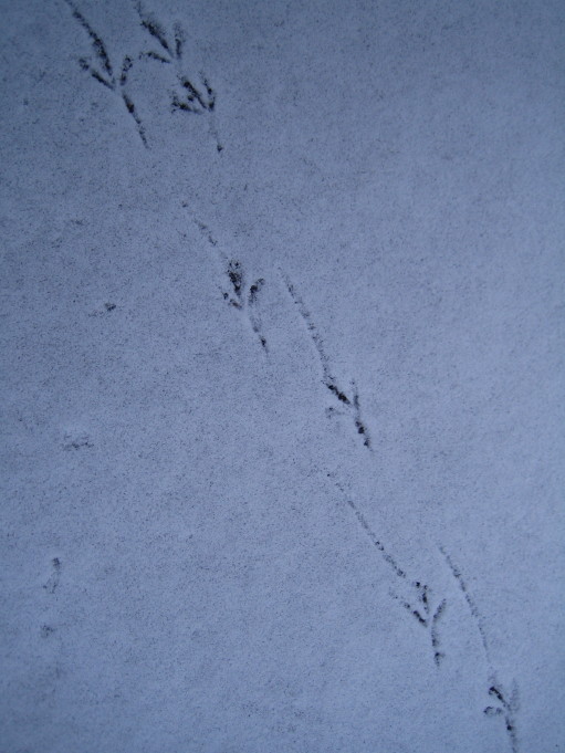 d0135907_0432276.jpg