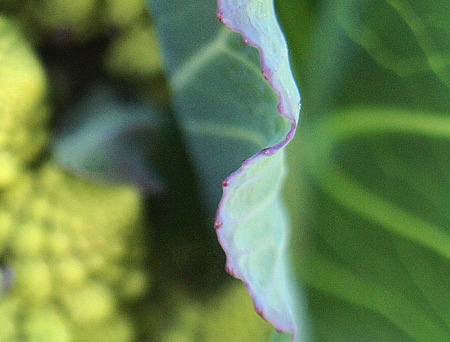 f0135908_0352071.jpg