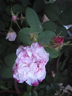 f0166824_1803011.jpg
