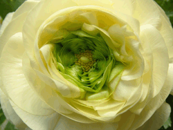 c0188928_1238370.gif
