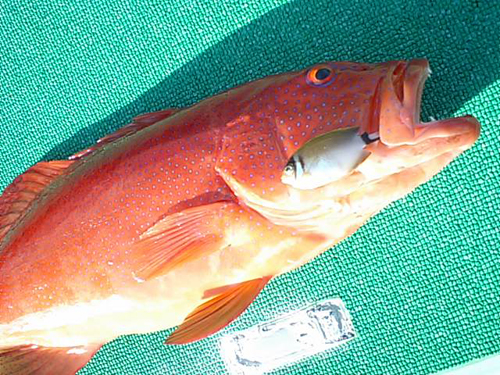 b0062363_17374739.jpg